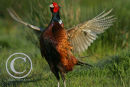 Cock Pheasant beating it's wings.